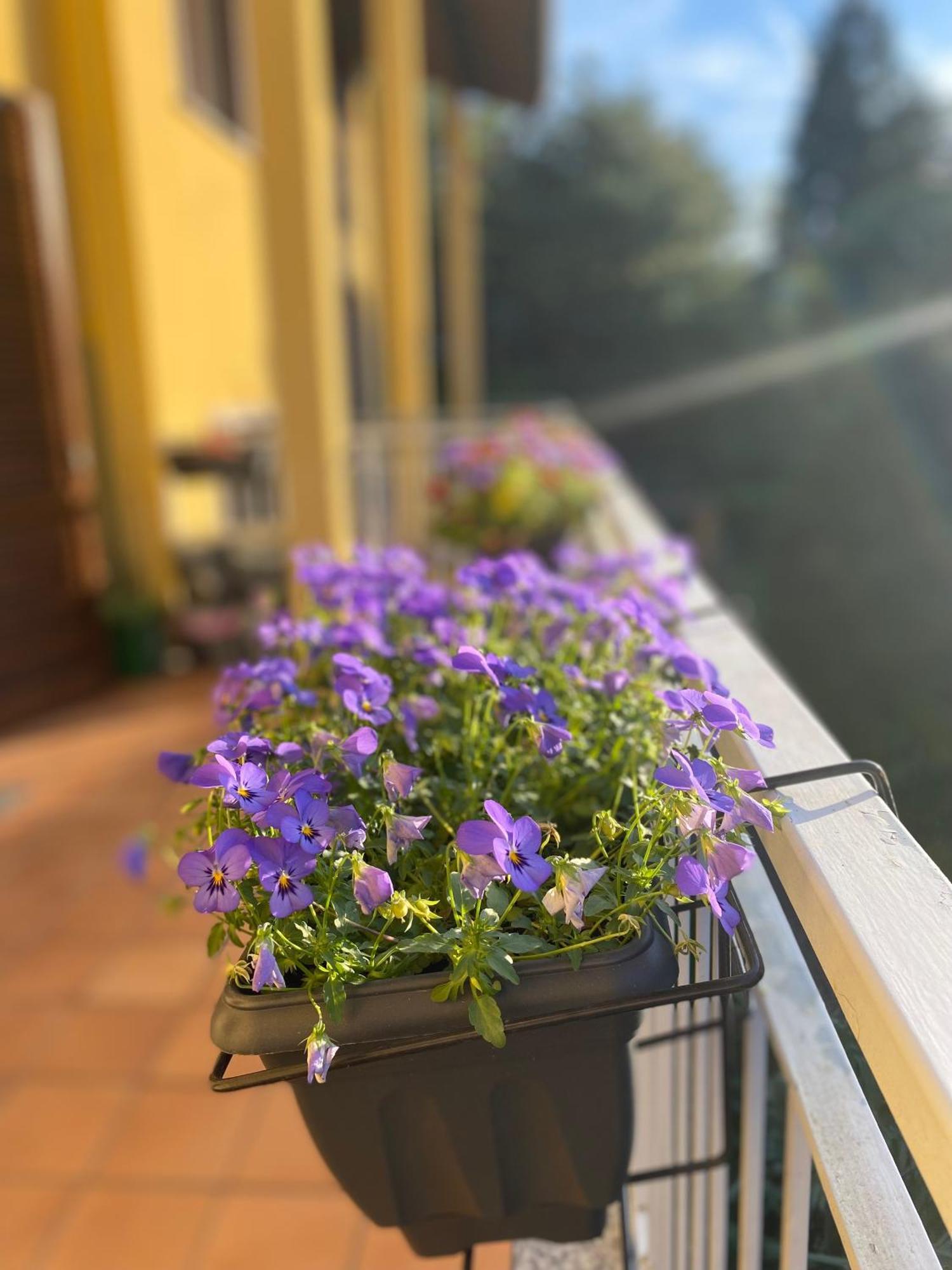 Appartamento Anna Lungo Fiume - Lago Maggiore Sesto Calende Ngoại thất bức ảnh